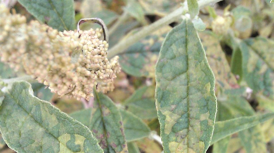 Downy mildew on Buddleja Buzz